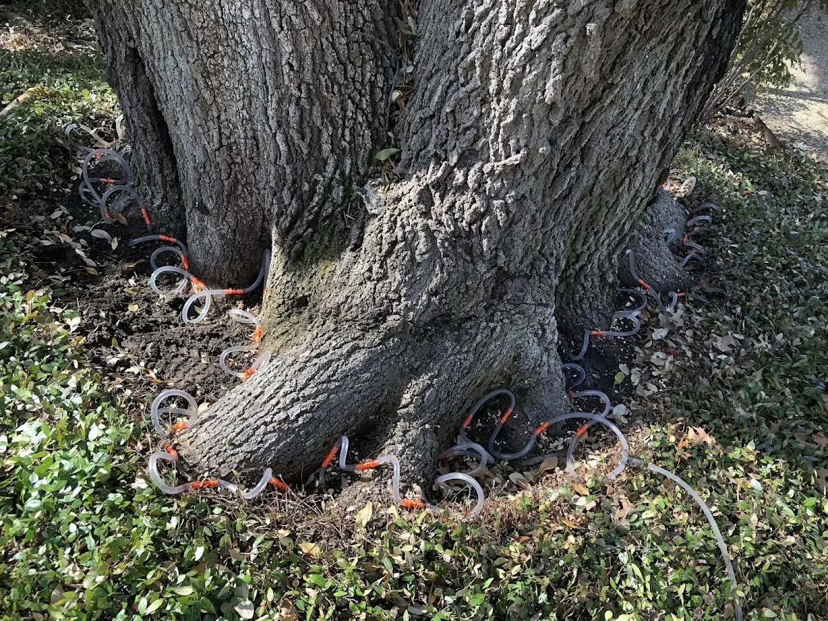 Detailed Tree Cabling and Bracing job site in Herrin